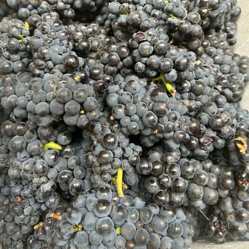 best pinot noir gin